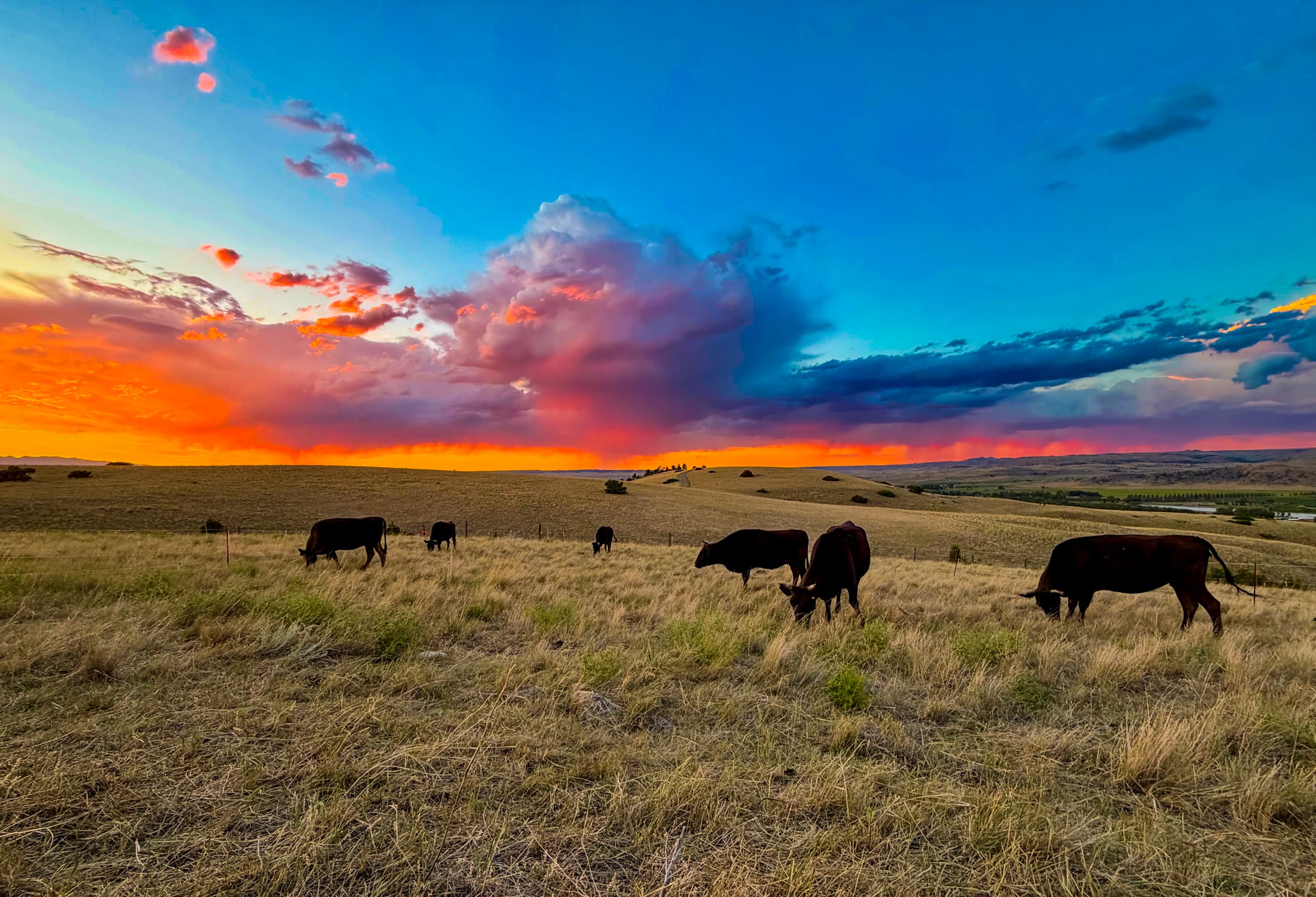 Cattle grazing at Sweetgrass Farms in Big Timber, Montana